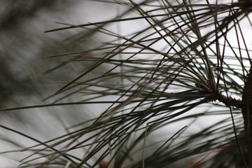 Tree Twigs in Wintertime, Background