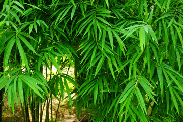 Naklejka na ściany i meble green bamboo leaf tree in nature