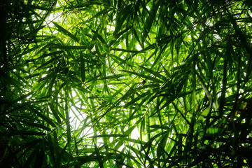 green bamboo leaf tree with sunlight in nature