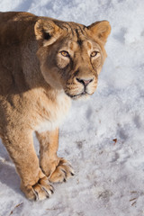 Fototapeta premium A close-up is a beautiful and strong female lioness looking at you carefully and with greed. White background - snow.