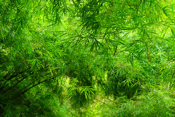 green bamboo leaf tree in nature