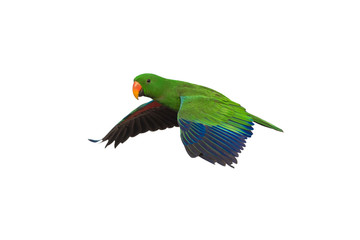 Electus parrot flying isolated on white background, male
