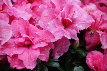 Fototapeta premium Rain Drops on Pink Wild Rose Petal in Springtime