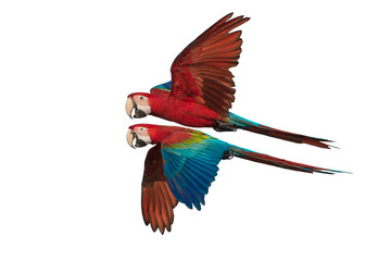 Green winged macaw flying isolated on white background © chamnan phanthong