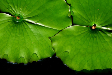 green lotus leaf on water in the pond