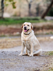 Labrador sitting on the path of a park