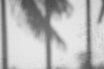 shadow palm tree on old white wall texture background