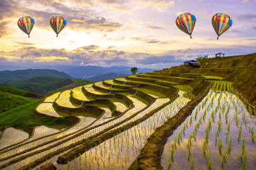 The scenery cornfield rice terrace and step ladder rice filed with hot air balloon flying. Sunset...