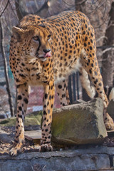 The cheetah sneaks among the trees, the shadows and the spotty coloring of the skins of a big cat create an excellent disguise