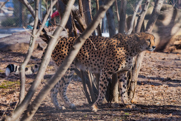 The cheetah sneaks among the trees, the shadows and the spotty coloring of the skins of a big cat create an excellent disguise