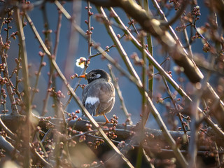 Fototapeta premium white cheeked starling in a plum tree