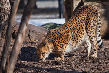Fototapeta na wymiar The cheetah sneaks among the trees (sniffs the ground, searches), , the shadows and the spotty coloring of the skins of a big cat create an excellent disguise