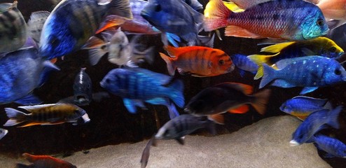 Fisch Aquarium Malawi See