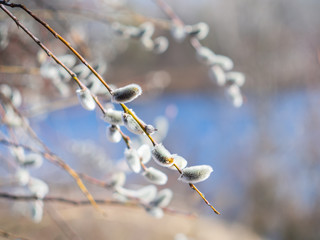 Pussy-willow branches with catkins. Blurred background. Grey fluffy catkins on a shrub salix cinerea in early spring on the river bank - Kyiv, Ukraine, Europe. 