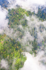 Top down turquoise forest on the mountainside under the clouds-.  fog (aerial photo with paraglider), summer holidays in the Caucasus in Abkhazia.