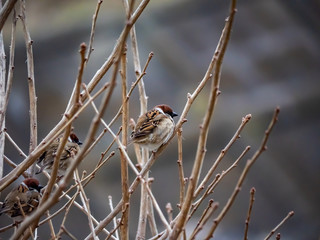 sparrows in a bare tree 5