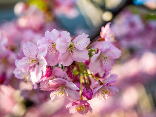 Fototapeta premium early pink sakura in bloom 2