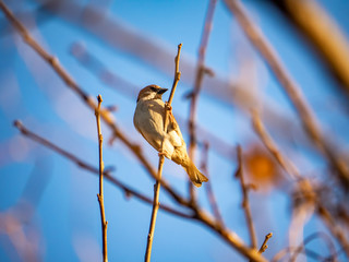 sparrows in a bare tree 5