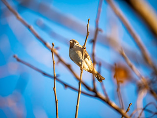 sparrows in a bare tree 6