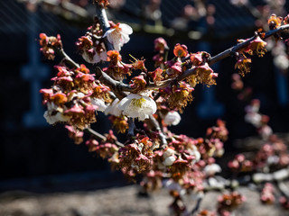 the last plum blossoms of spring 2