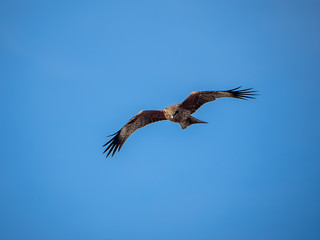 Japanese black kite in flight 9