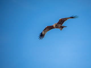 Japanese black kite in flight 10