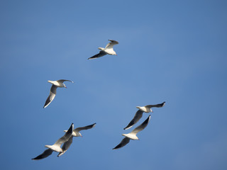A flock of seagulls over Sagami Bay
