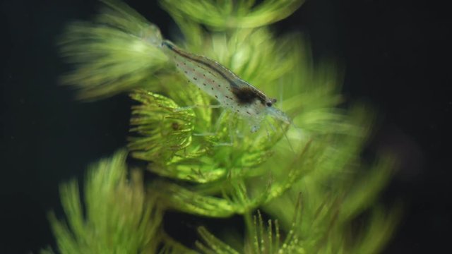 Close-up view of Freshwater Amano shrimp. Caridina multidentata.