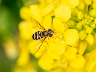 Macro hoverfly feeding from wild mustard flowers 3