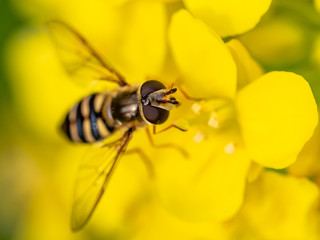 Macro hoverfly feeding from wild mustard flowers 4