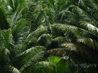 Fototapeta premium coconut leaf tree in garden