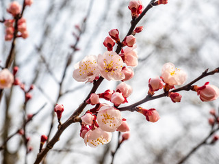 Close up cluster of cherry blossoms 3
