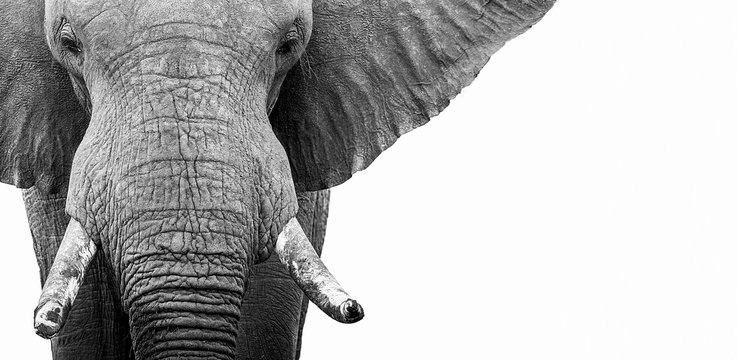 Elephant on White 