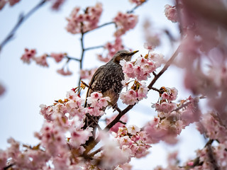 Japanese bulbul in a sakura tree 5