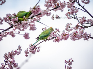 rose ringed parakeet in Japanese sakura tree 1