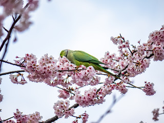 rose ringed parakeet in Japanese sakura tree 2