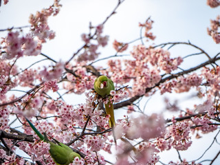 rose ringed parakeet in Japanese sakura tree 5