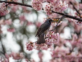 Japanese bulbul in a sakura tree 8