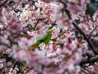 rose ringed parakeet in Japanese sakura tree 12