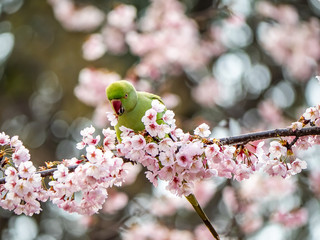 rose ringed parakeet in Japanese sakura tree 23