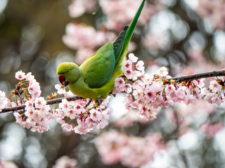 rose ringed parakeet in Japanese sakura tree 24