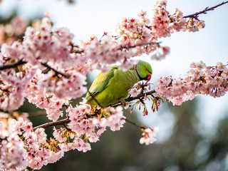 rose ringed parakeet in Japanese sakura tree 27