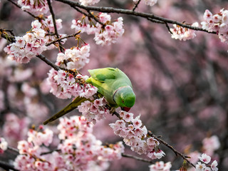 rose ringed parakeet in Japanese sakura tree 33