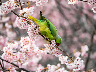 rose ringed parakeet in Japanese sakura tree 36