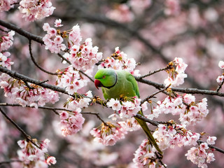 rose ringed parakeet in Japanese sakura tree 37