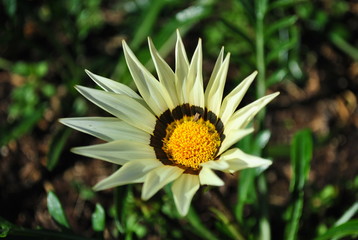 bee on yellow flower