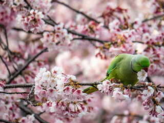 rose ringed parakeet in Japanese sakura tree 44