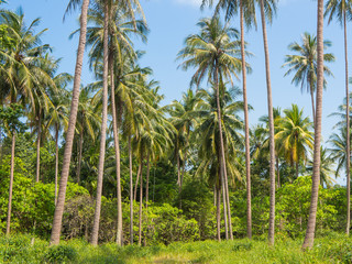 Fototapeta na wymiar Beautiful coconut palm trees farm in Koh Samui island Thailand. Tropical landscape