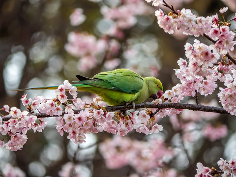rose ringed parakeet in Japanese sakura tree 49