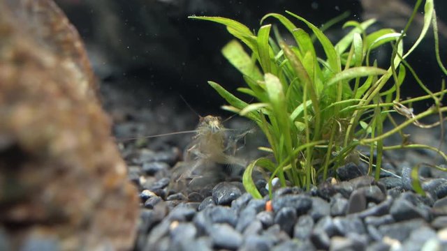Close-up view of Freshwater Bamboo Shrimp. Atyopsis moluccensis.